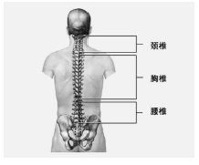 脊椎运动法——健康新途径